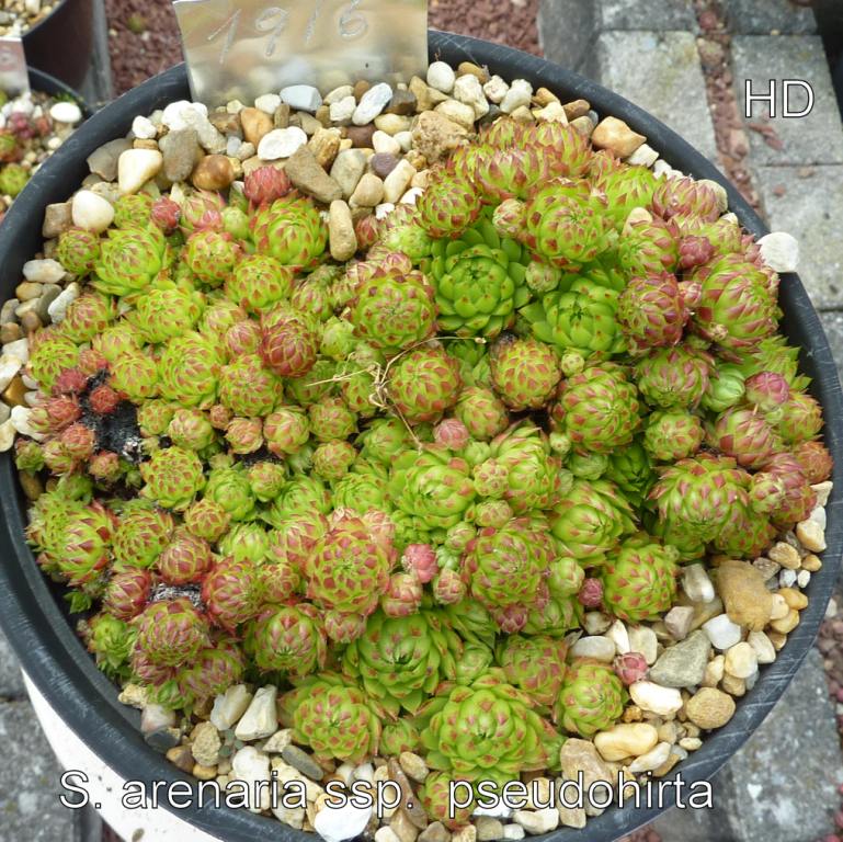 globiferum ssp. arenarium (pseudohirtum)