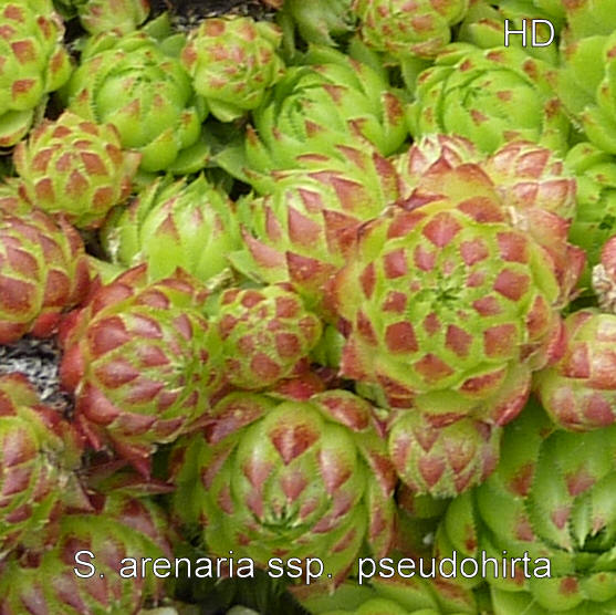 globiferum ssp. arenarium (pseudohirtum)
