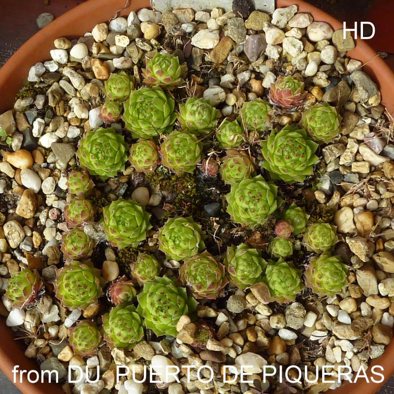 cantabricum ssp. urbionense from Puerto de Piqueras