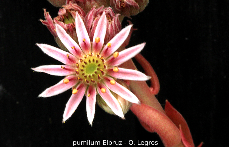 pumilum from Elbruz