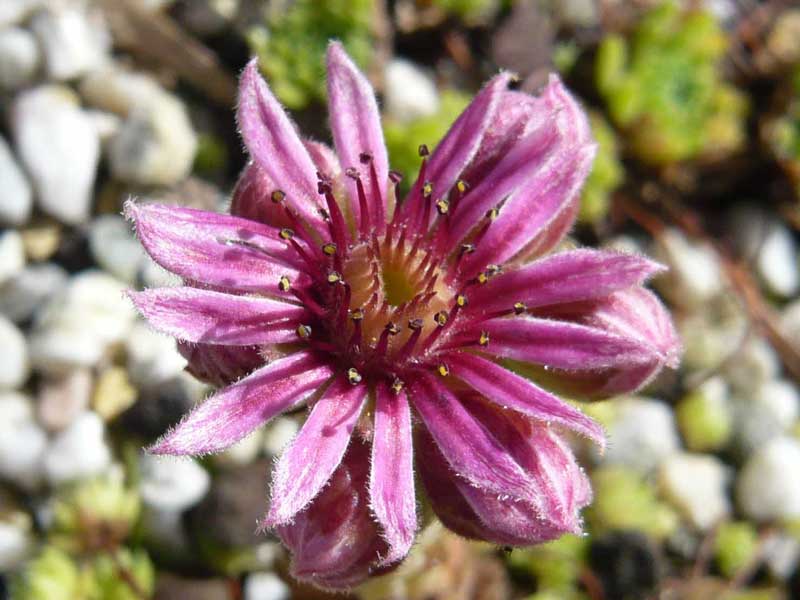 pumilum from Irik