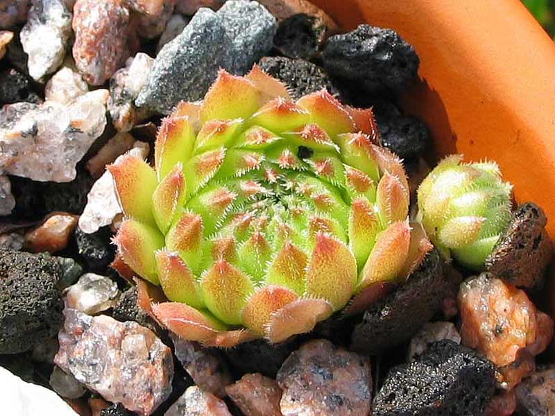 pumilum from "Okol"