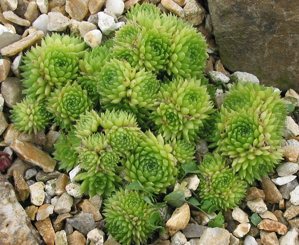 pumilum from Adyl Su