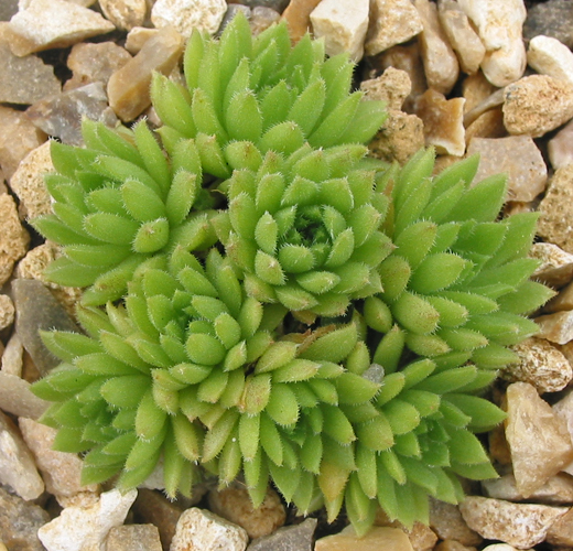 pumilum from Adyl Su