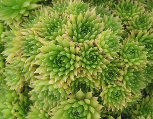 pumilum from Adyl Su