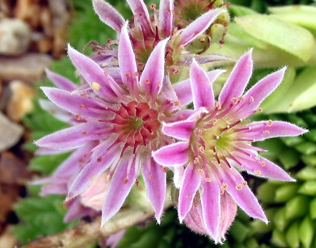 pumilum from Adyl Su