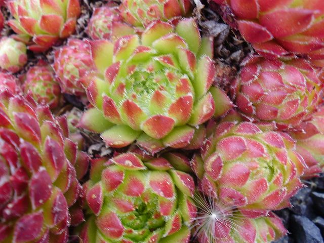 pumilum x S. ingwersenii