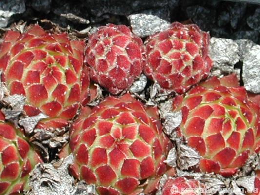 pumilum x S. ingwersenii