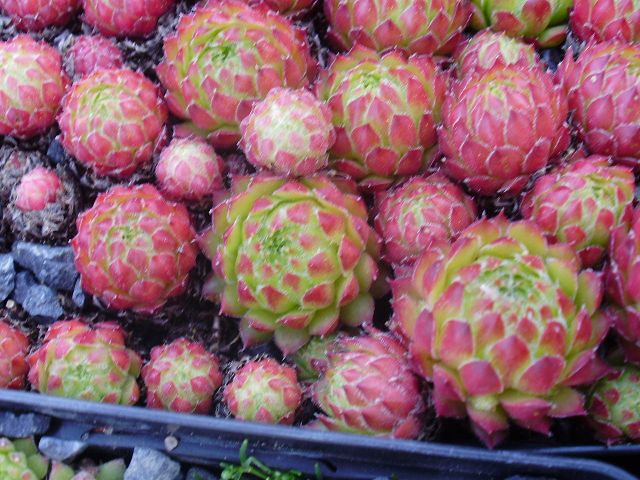 pumilum x S. ingwersenii