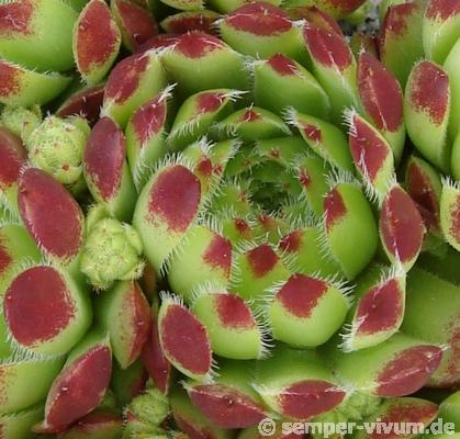 pumilum x S. ingwersenii