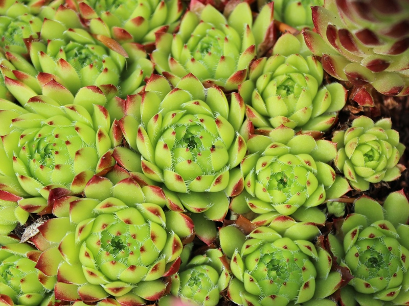 pumilum x S. ingwersenii