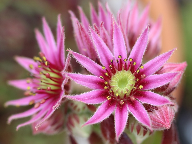 pumilum x S. ingwersenii