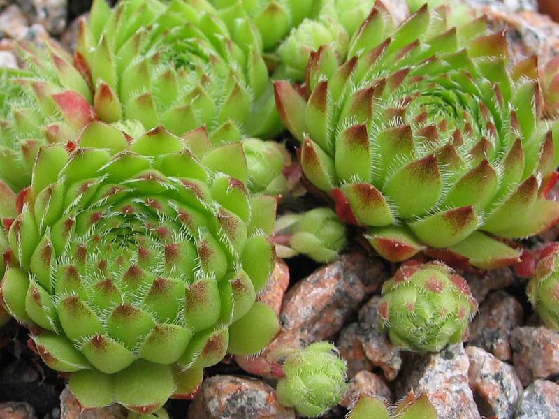 pumilum x S. ingwersenii