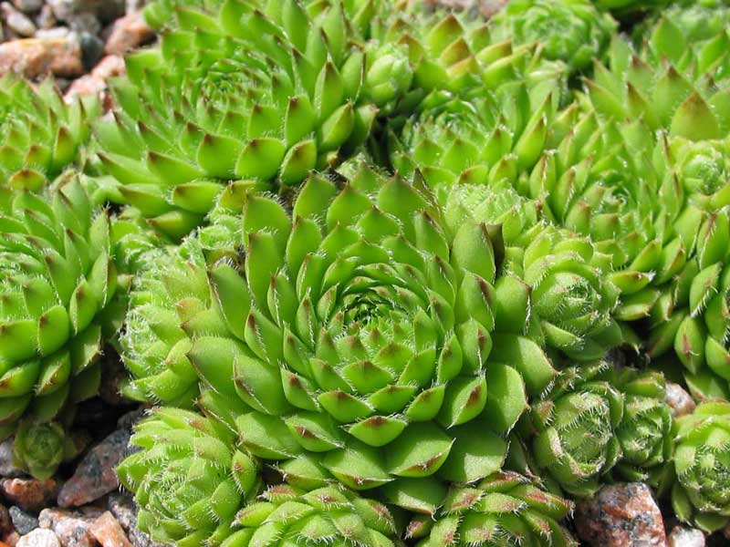pumilum x S. ingwersenii