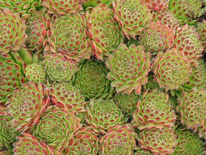 pumilum x S. ingwersenii