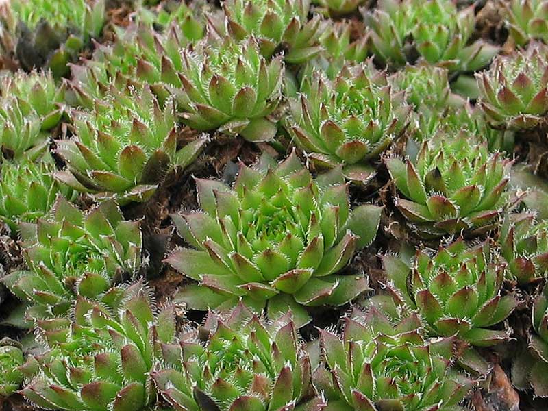 pumilum x S. ingwersenii
