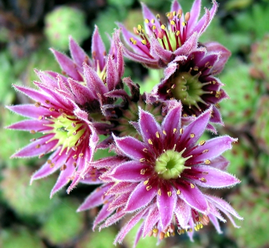 pumilum x S. ingwersenii