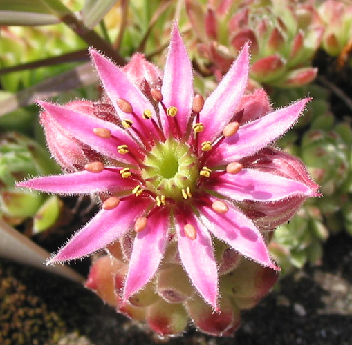 pumilum x S. ingwersenii