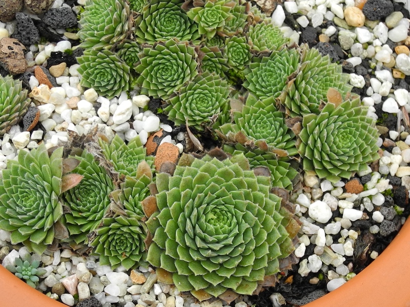 pumilum from Kasbek