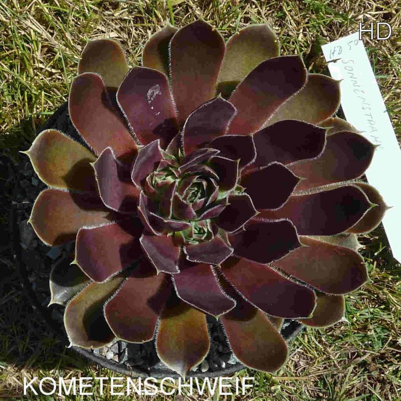 Kometenschweif / Jovi