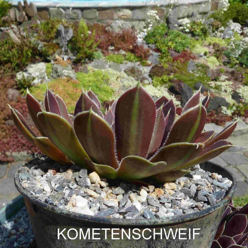 Kometenschweif / Jovi
