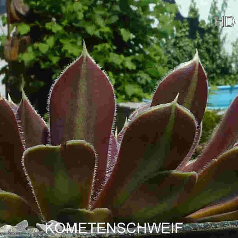 Kometenschweif / Jovi