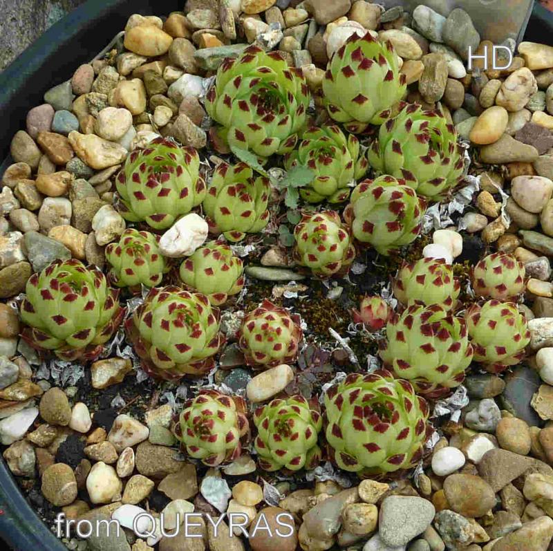 calcareum from Queyras