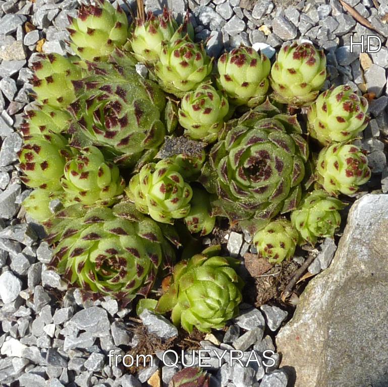 calcareum from Queyras