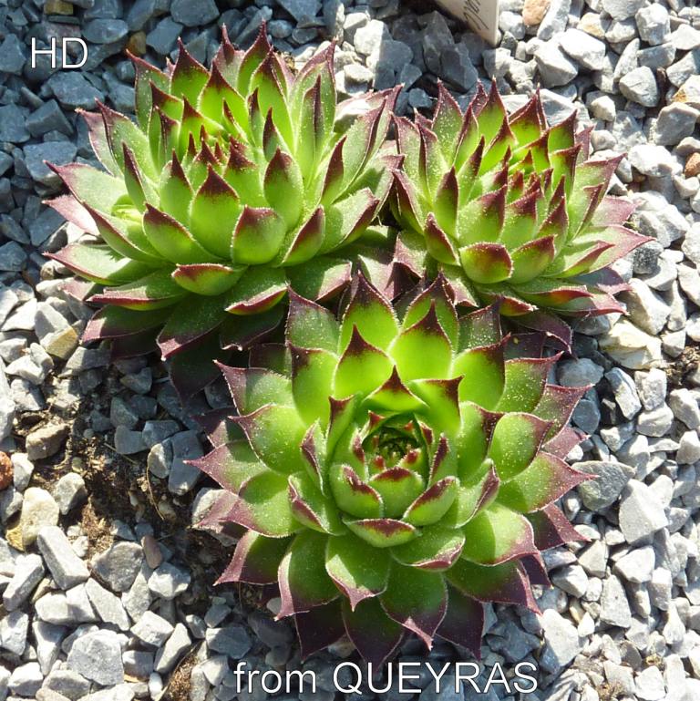 calcareum from Queyras