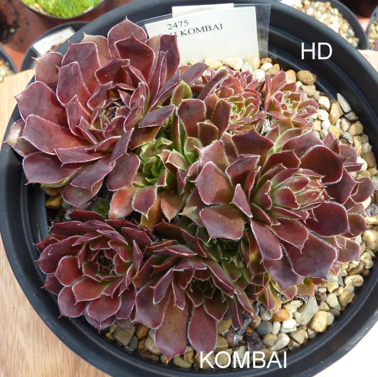 Kombai / Jovi