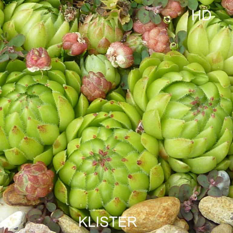 Klister / Jovi
