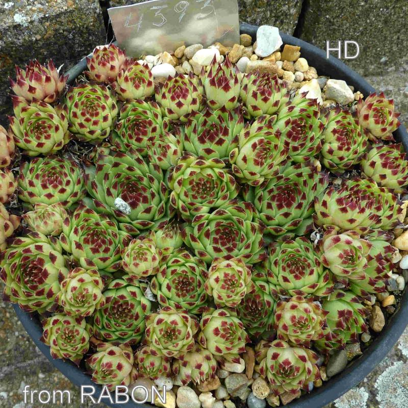 calcareum from Rabon