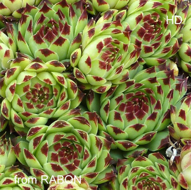 calcareum from Rabon