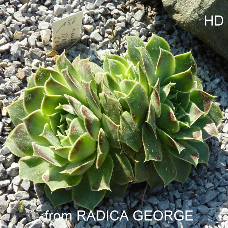 heuffelii from Radika Gorge