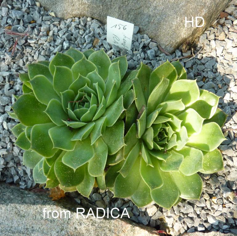 heuffelii from Radika