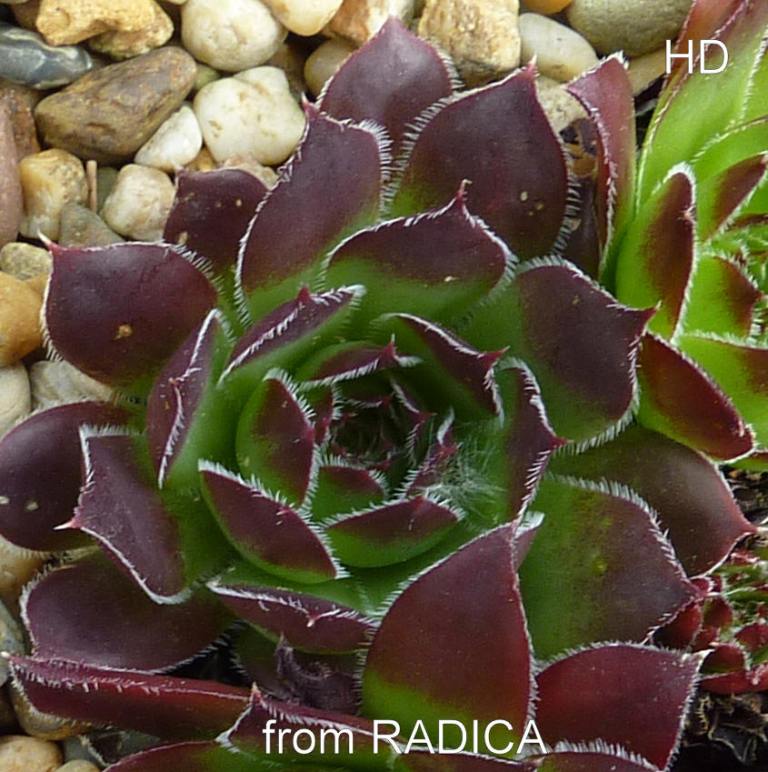 heuffelii from Radika