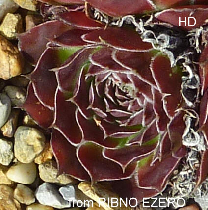 heuffelii from Ribno Ezero