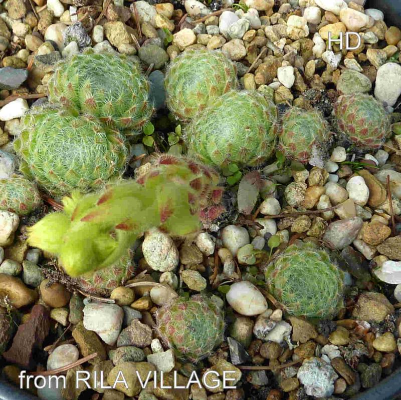 ciliosum from Rila Village