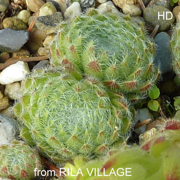 ciliosum from Rila Village