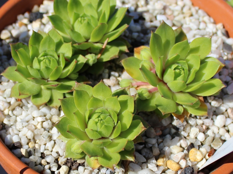 rupicolum (huteri)
