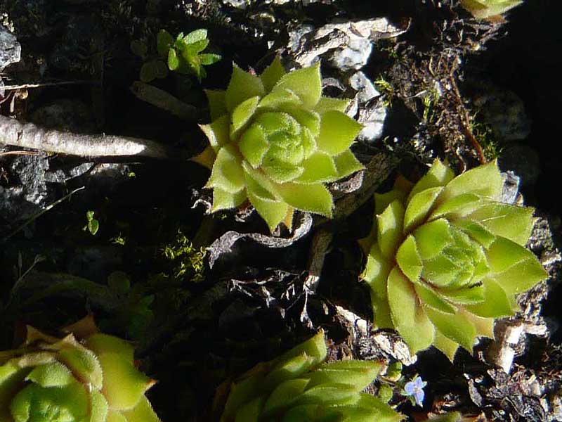 rupicolum (huteri)