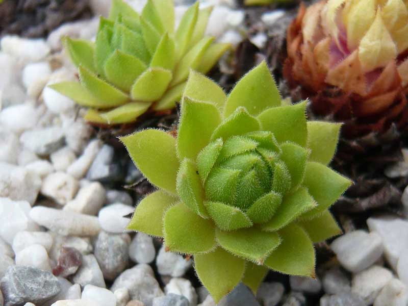 rupicolum (huteri)