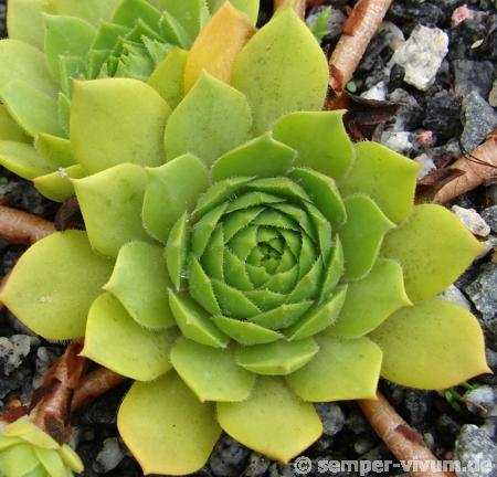 rupicolum (huteri)