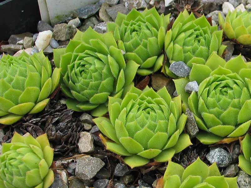 rupicolum (huteri)