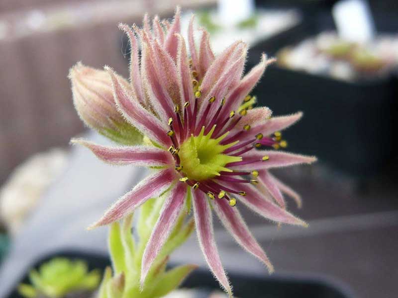 rupicolum (huteri)