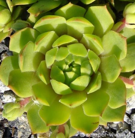 rupicolum (huteri)
