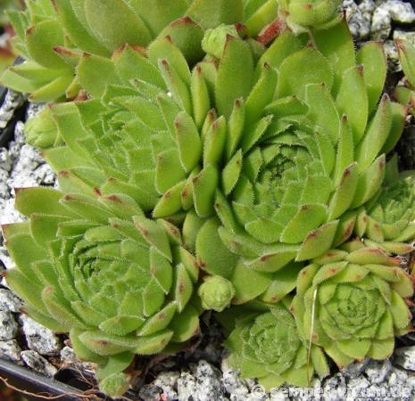 rupicolum from Bernina
