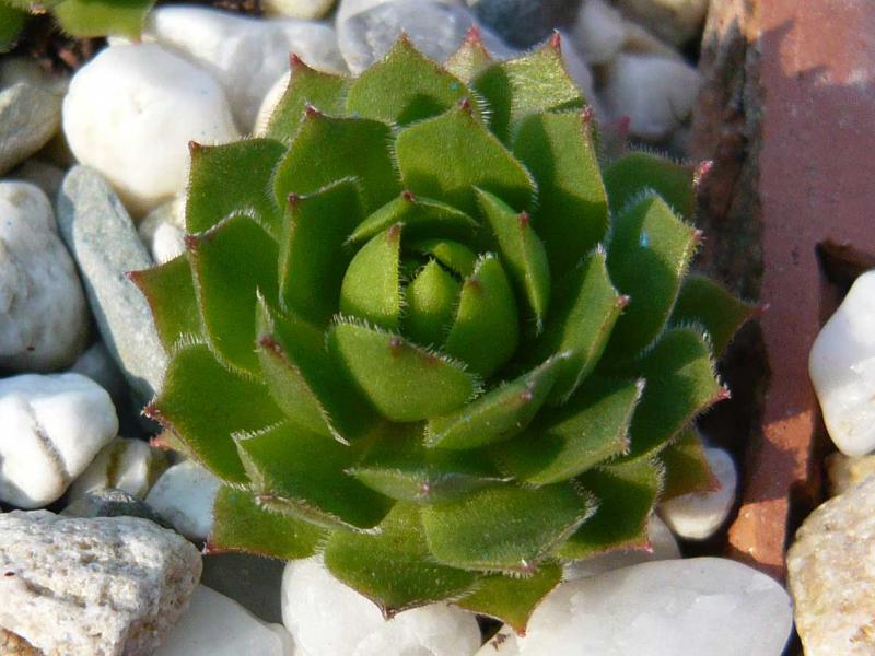 rupicolum from Ciampac