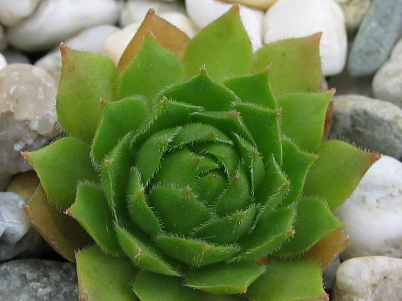 rupicolum from Ciampac