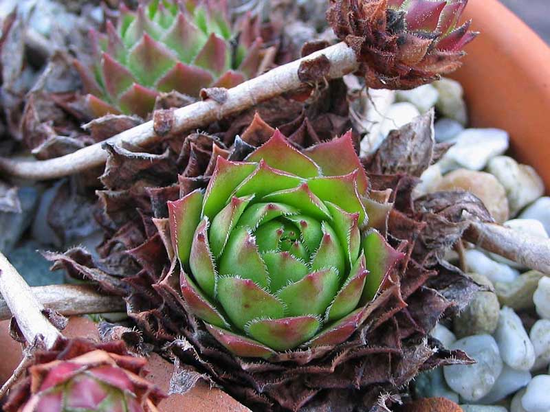 rupicolum from Ciampac
